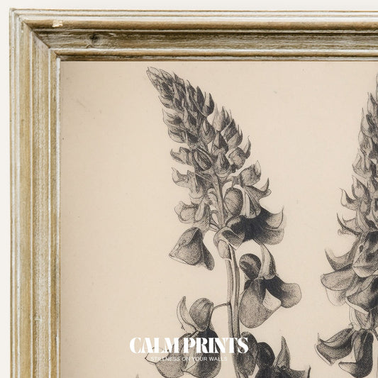 Fine line botanical illustration showcasing natural form and structure