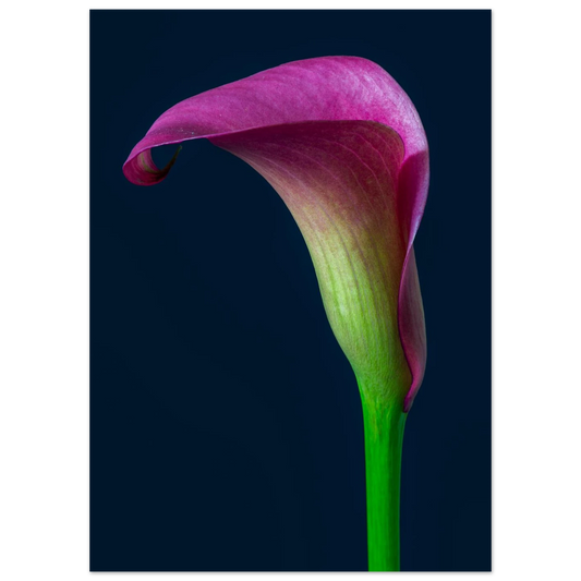 c6b54685-5fa8-42c0-83b2-f786baf832aa