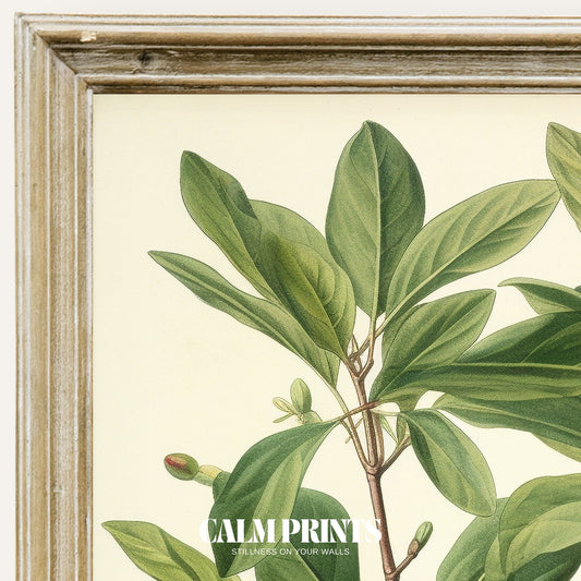 Wall art print featuring layered green leaves in classic botanical style