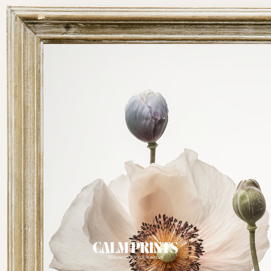 Art print of soft poppies blooming in a field with delicate elegance