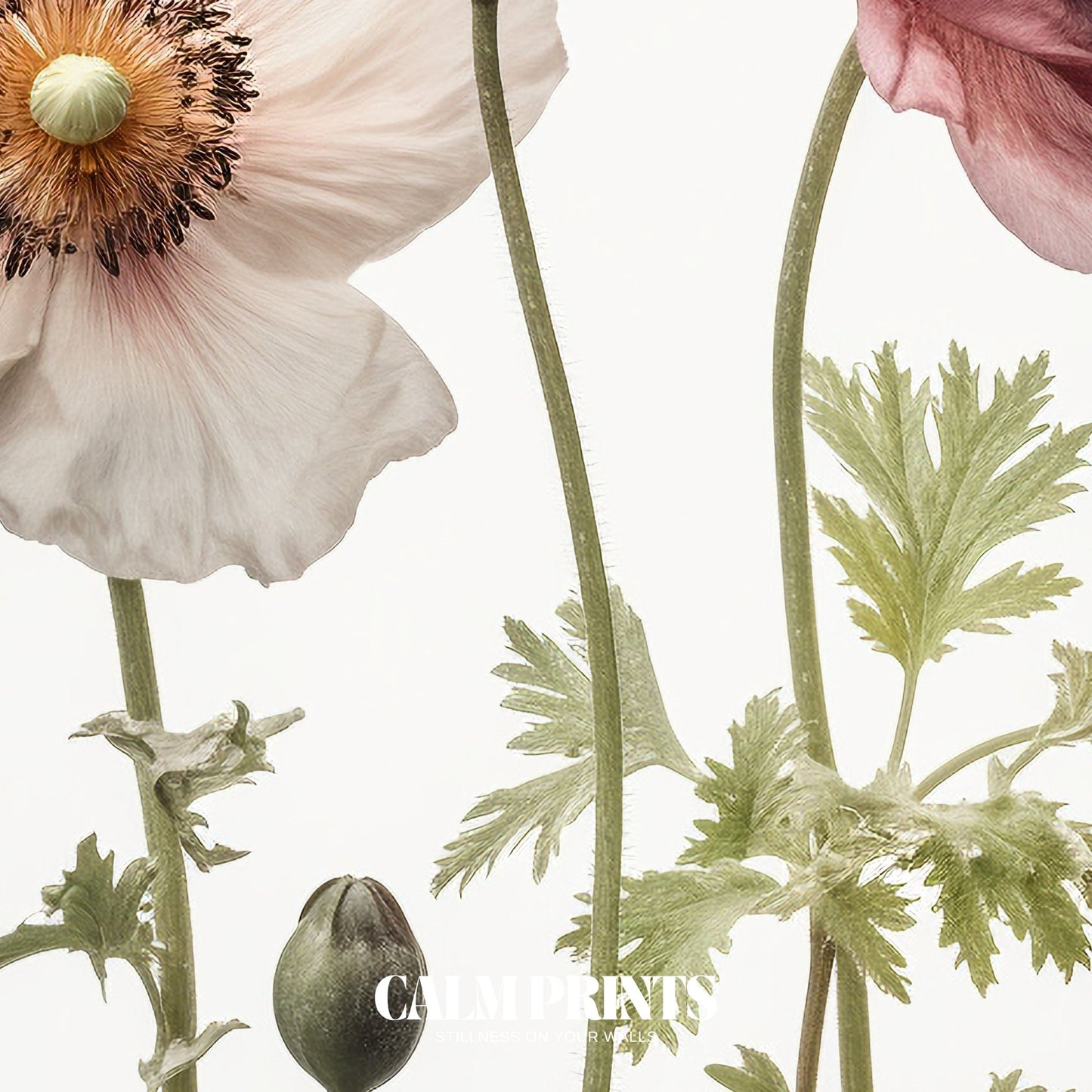 Art of wild poppies blooming in pastel tones with a calming vibe