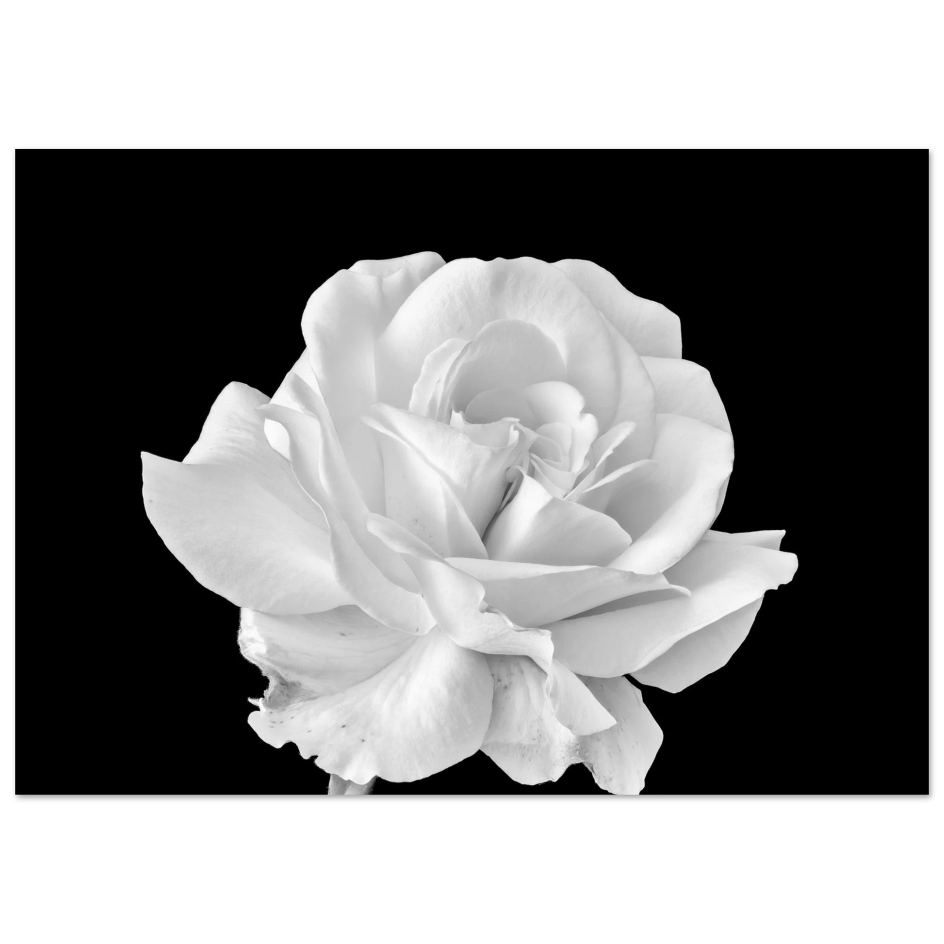 6fe49017-3fcf-4aef-9559-86d808122762