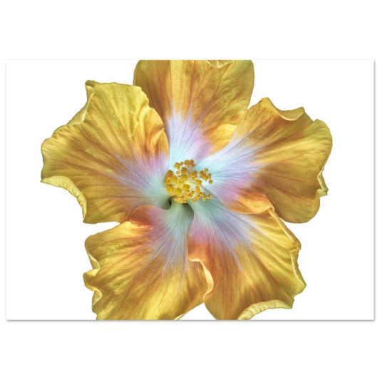 75046385-fe70-4103-94b7-6813d6716323