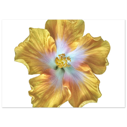 94c10a2c-959f-47fa-aae7-b67c265b9409