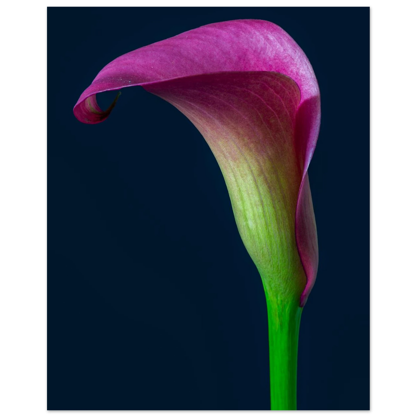 96c2aade-51ce-4036-adbb-8f523f4d94ee