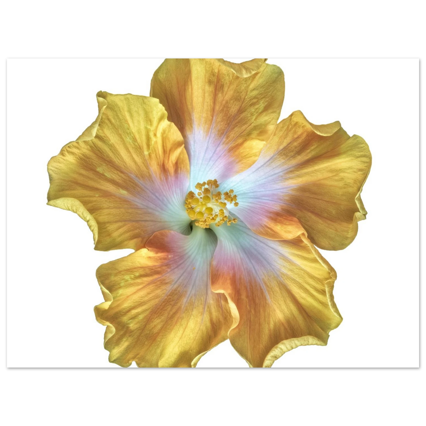 ae51c85e-5861-4077-adb6-ecc2df526f2f