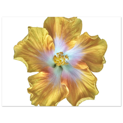 ae51c85e-5861-4077-adb6-ecc2df526f2f