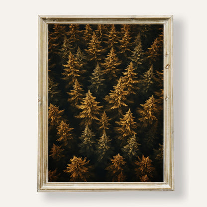 Aerial view of a golden autumn conifer forest captured in serene detail
