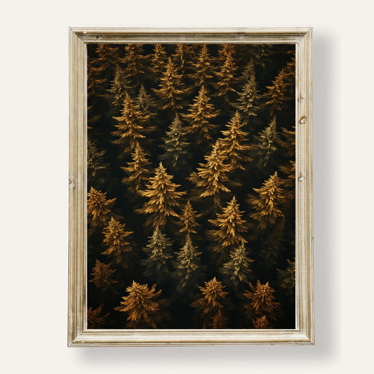 Aerial view of a golden autumn conifer forest captured in serene detail