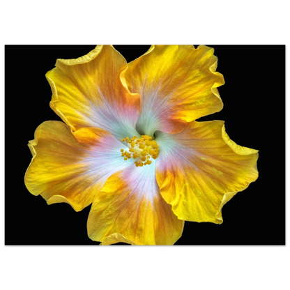 b86a7bae-4d53-43e7-99cf-f1138c1cc5c1