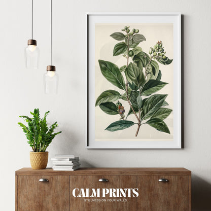 Botanical study poster showing delicate leaves and seasonal berries
