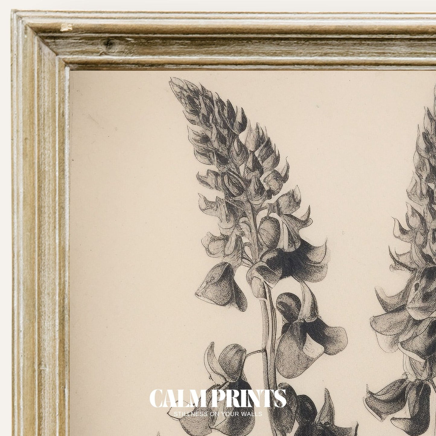 Fine line botanical illustration showcasing natural form and structure
