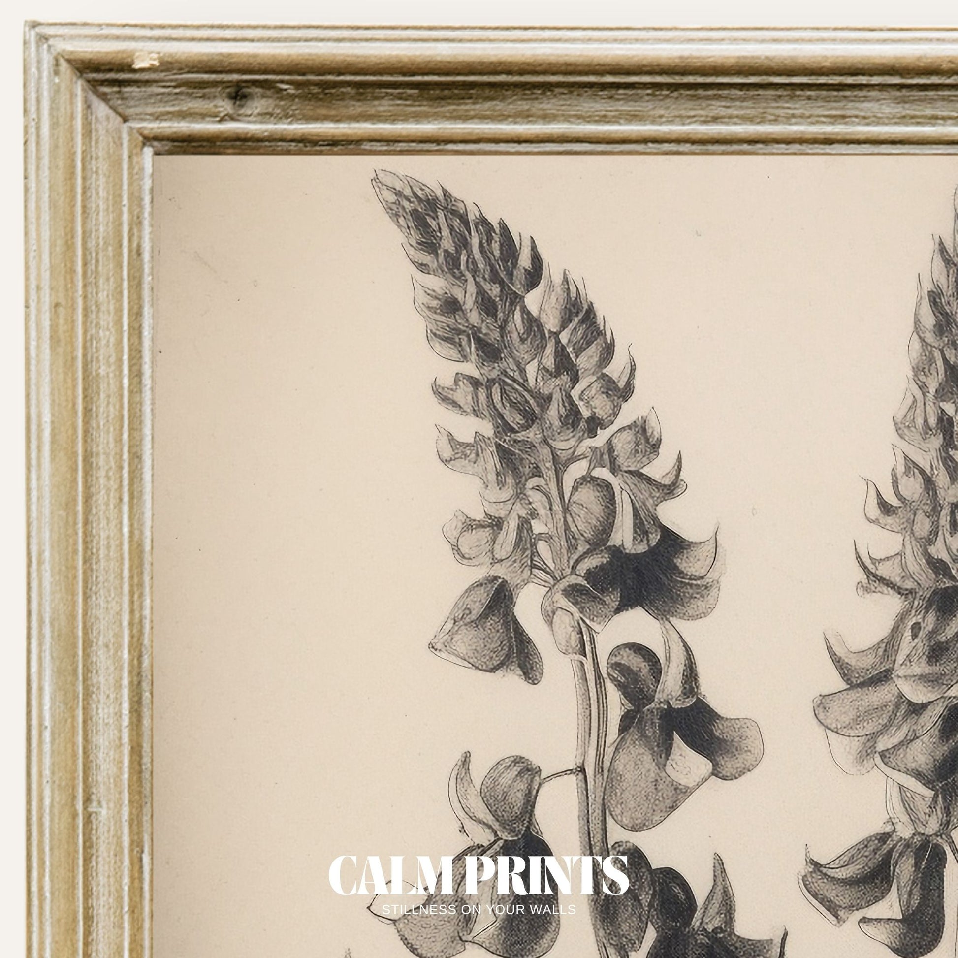 Fine line botanical illustration showcasing natural form and structure
