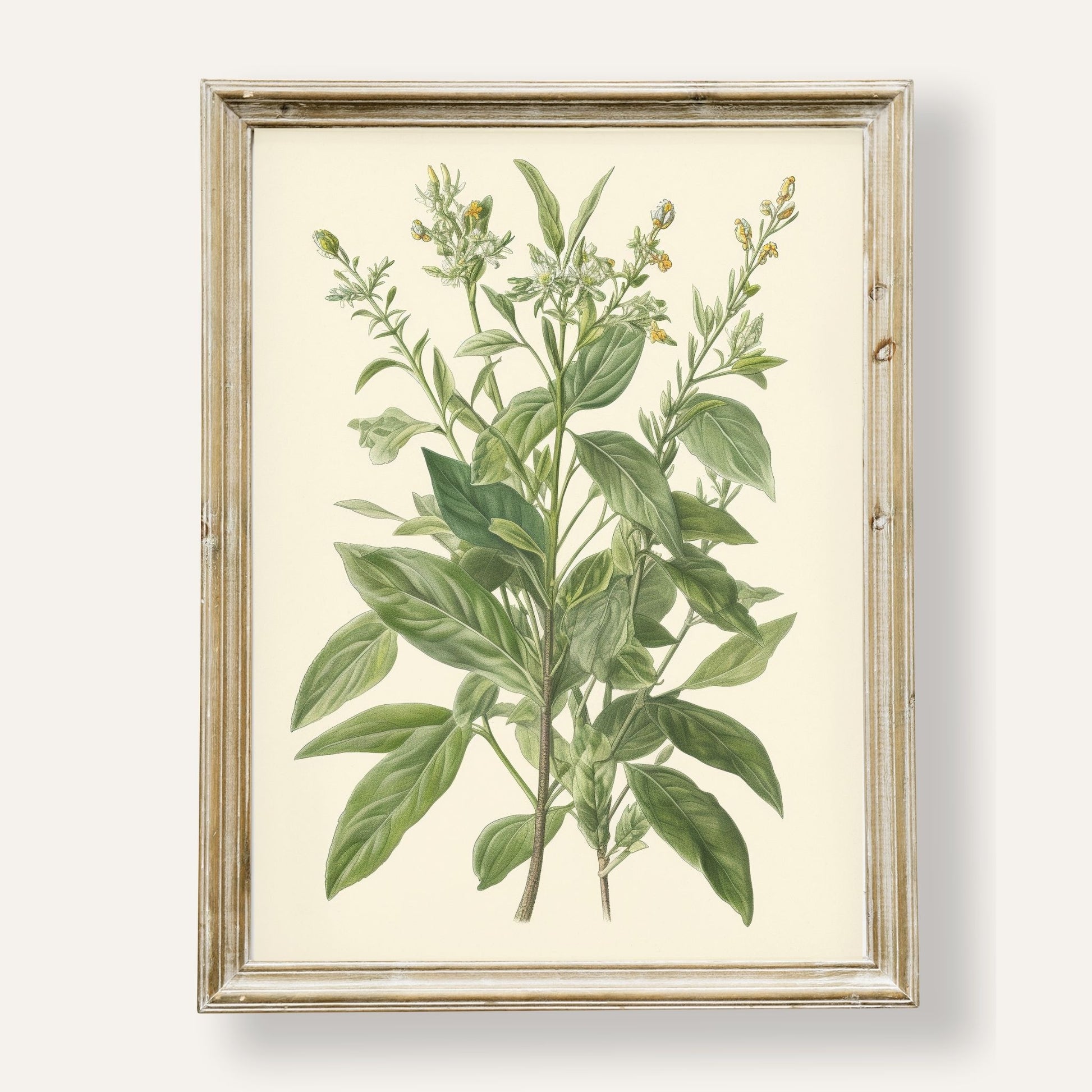 Botanical illustration of a green plant with delicate natural details

