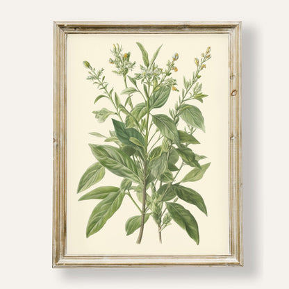 Botanical illustration of a green plant with delicate natural details
