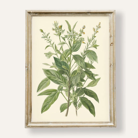Botanical illustration of a green plant with delicate natural details
