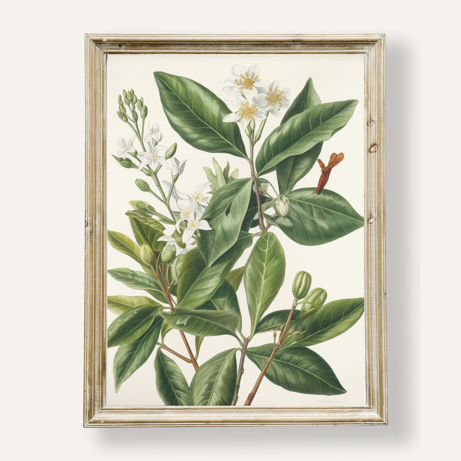 Graceful botanical illustration of jasmine flowers in soft natural detail
