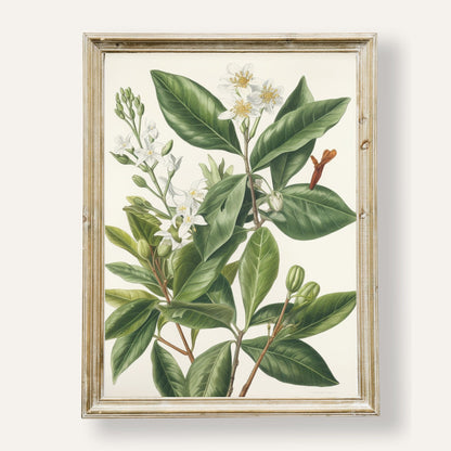 Graceful botanical illustration of jasmine flowers in soft natural detail

