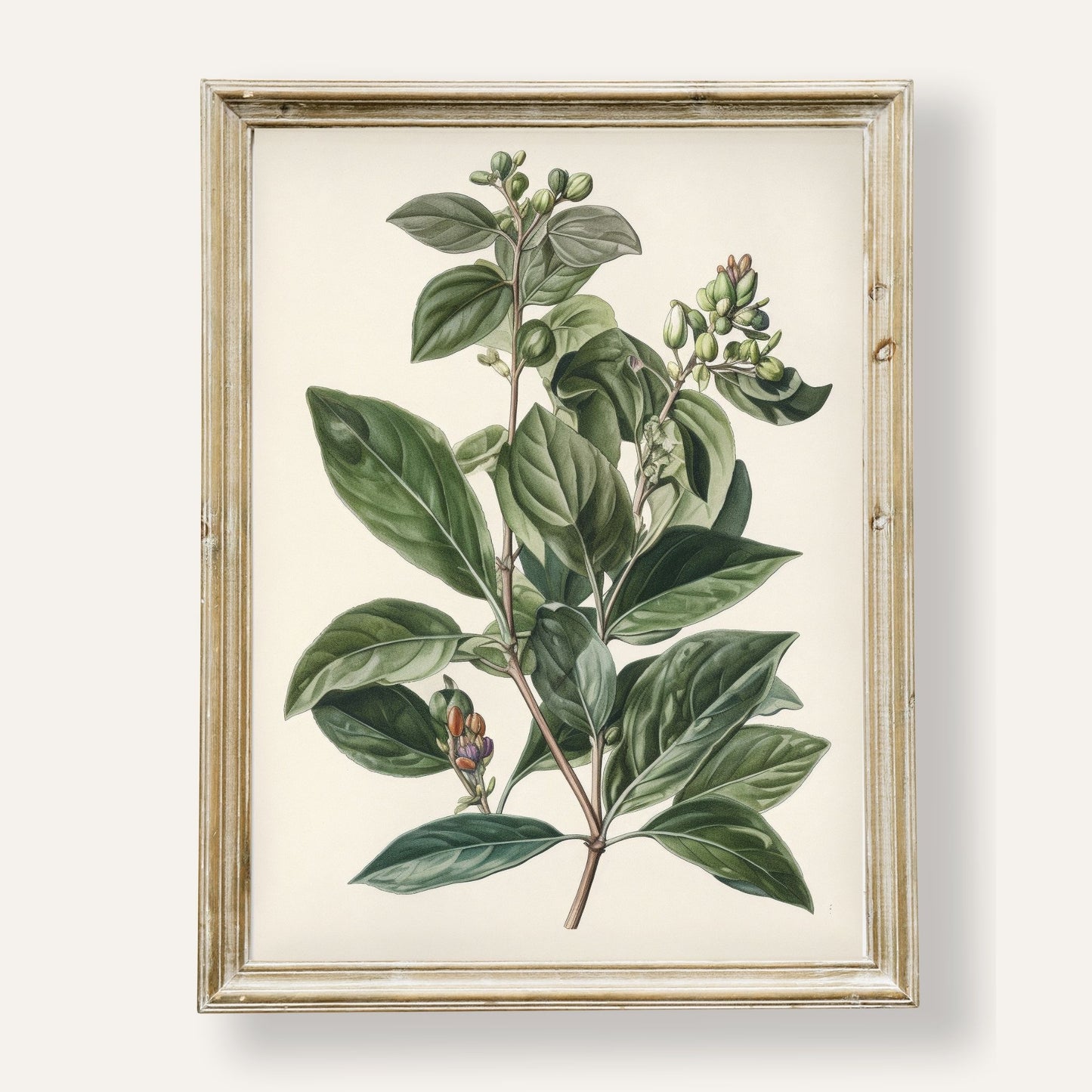 Botanical illustration of leaves and berries with timeless natural charm
