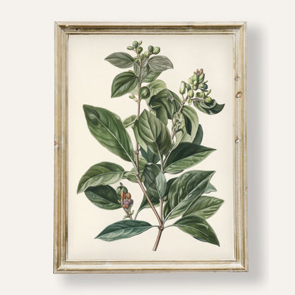 Botanical illustration of leaves and berries with timeless natural charm
