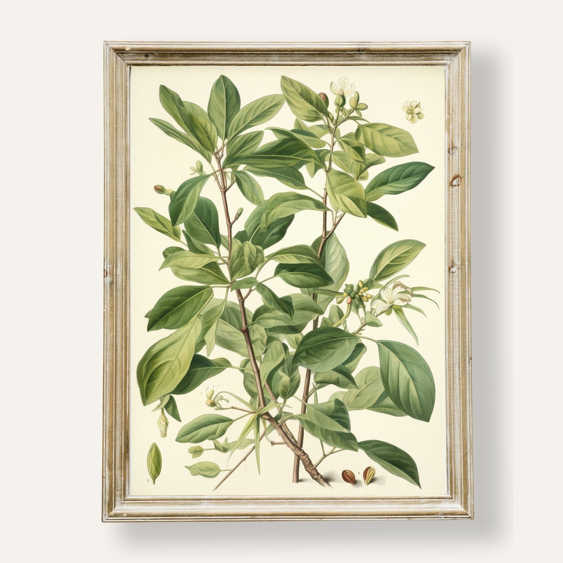 Botanical illustration of lush greenery with rich foliage and natural elegance
