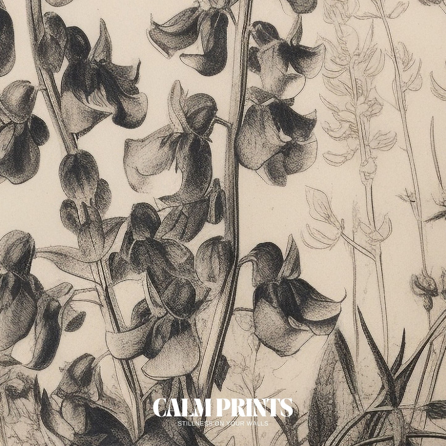 Drawing of a botanical specimen rendered with naturalistic accuracy
