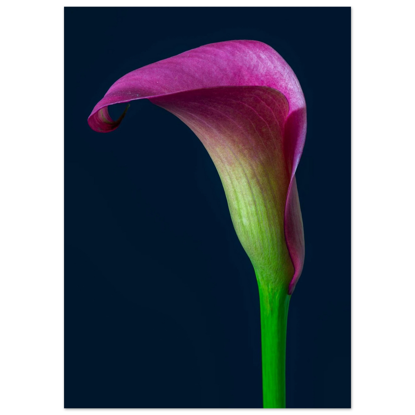 c6b54685-5fa8-42c0-83b2-f786baf832aa