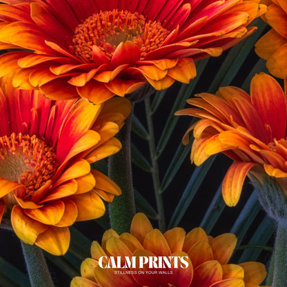 Poster of glowing orange florals on a textured dark background
