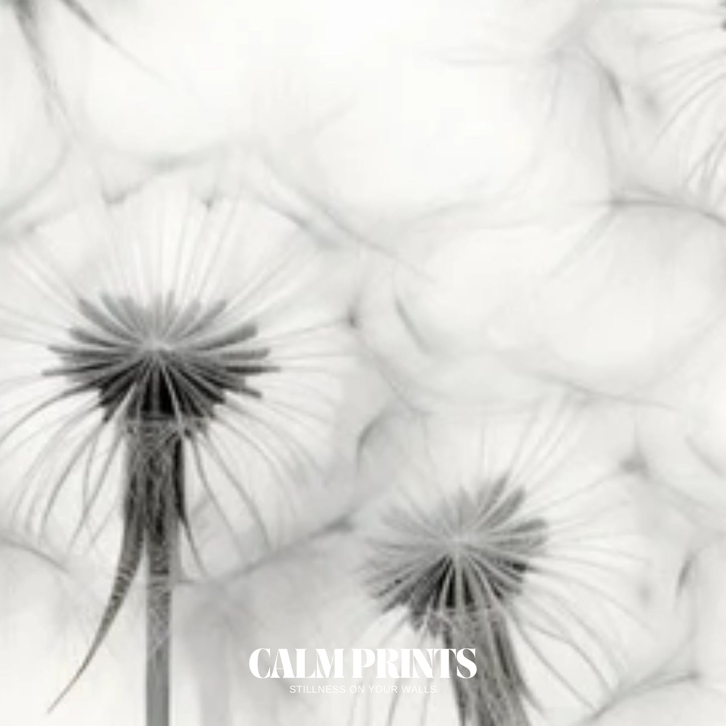 Elegant botanical wall print of dandelion seeds in black and white theme