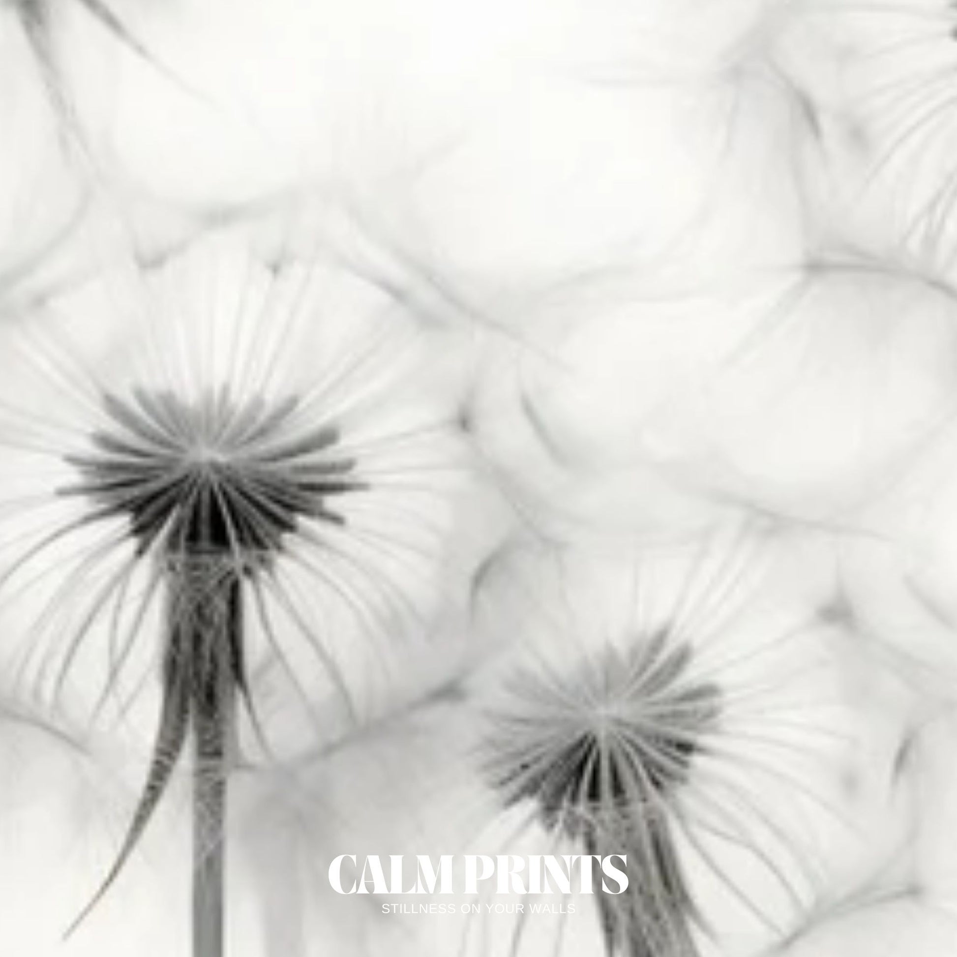 Elegant botanical wall print of dandelion seeds in black and white theme