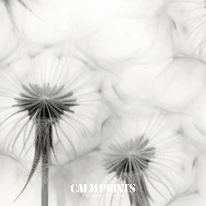 Elegant botanical wall print of dandelion seeds in black and white theme