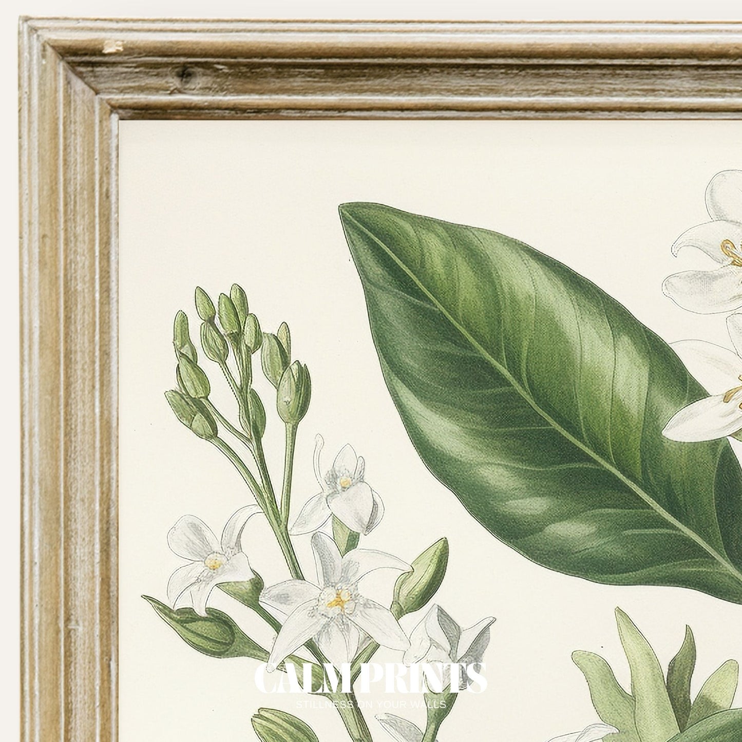 Vintage-style print of jasmine blossoms in a classic botanical sketch

