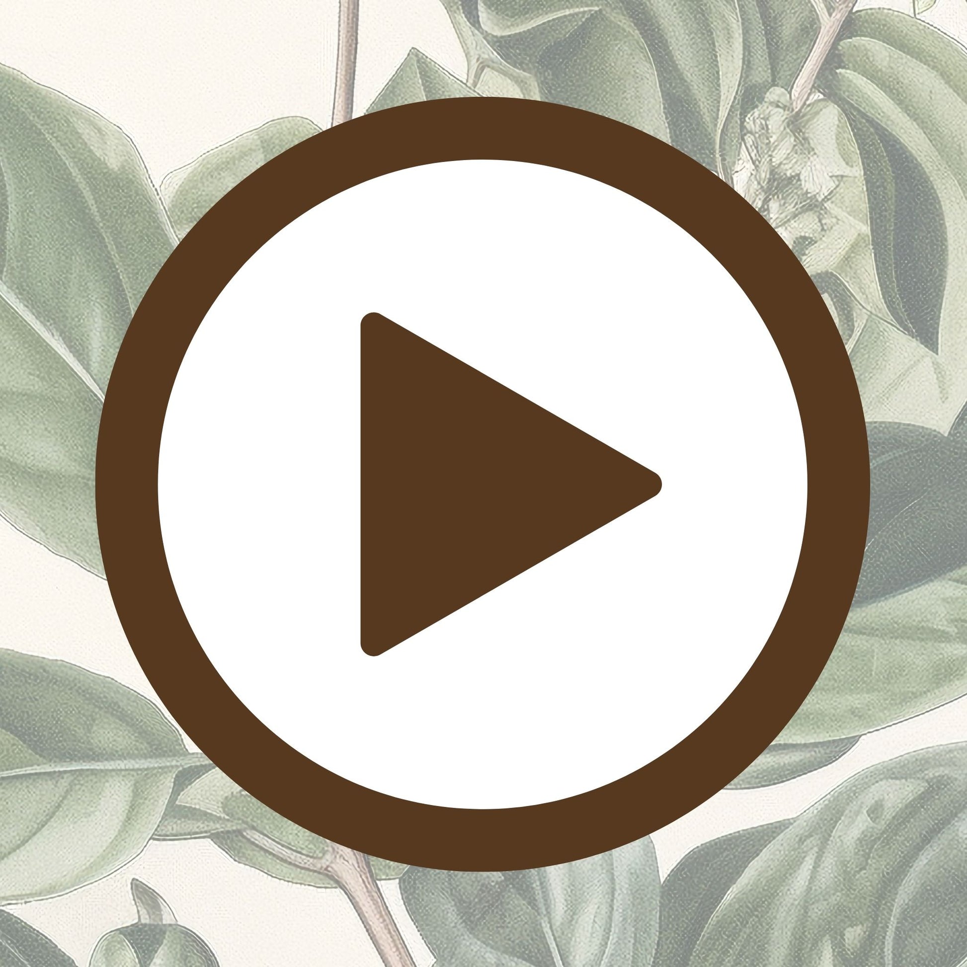 Traditional botanical artwork of leaves and berries with vintage appeal