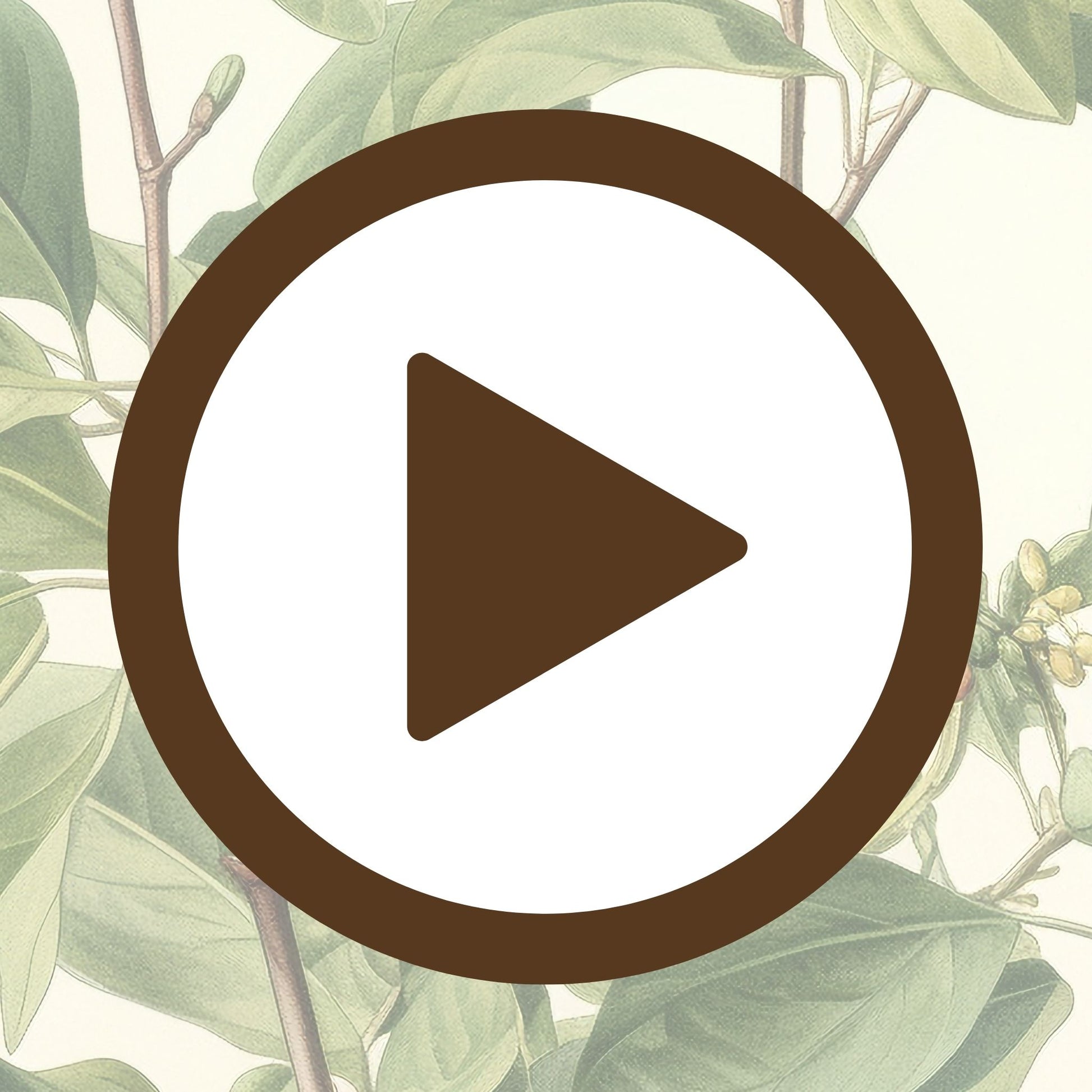 Poster featuring a cluster of green leaves in a botanical study layout

