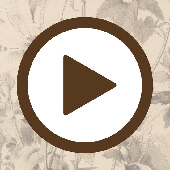 Botanical drawing that celebrates natural form and delicate structure