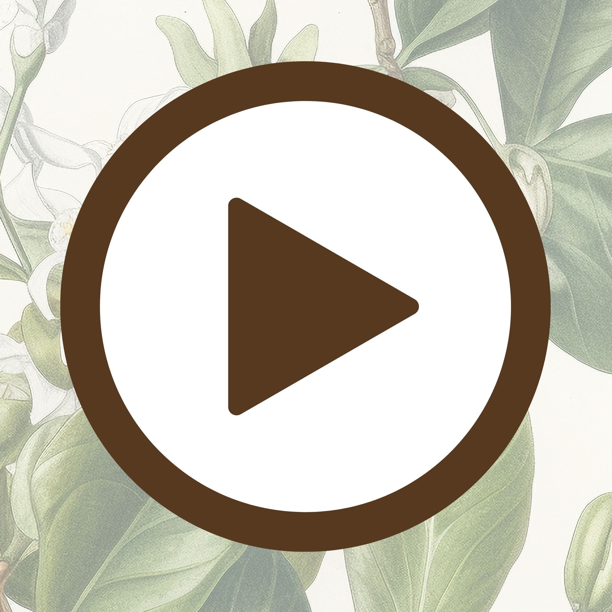 Botanical sketch of jasmine flower showcasing nature’s quiet beauty