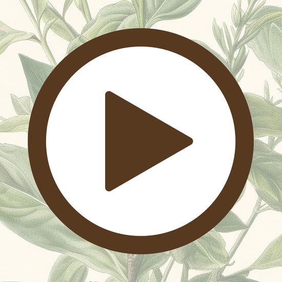 Elegant botanical illustration of a green plant for nature-inspired décor