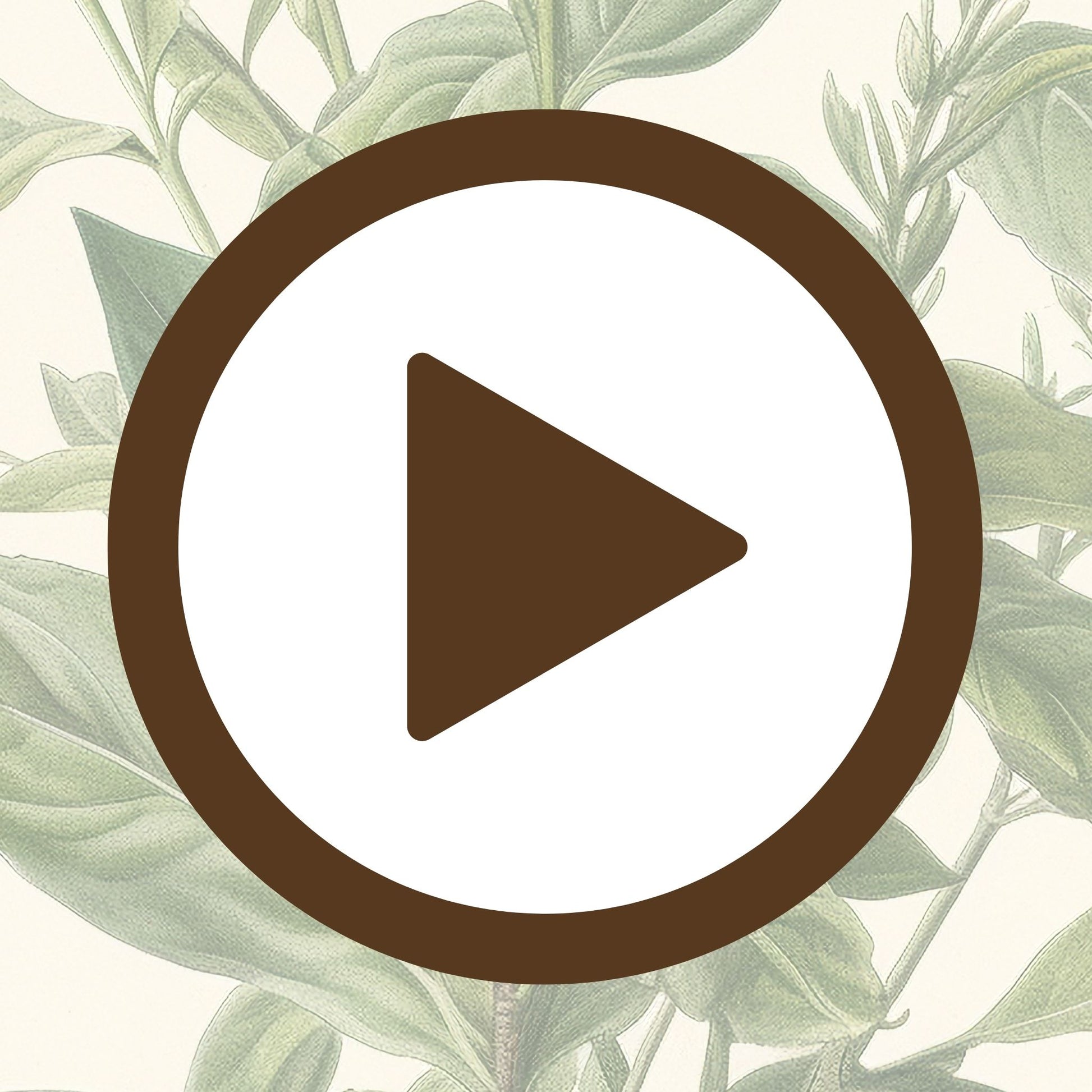 Elegant botanical illustration of a green plant for nature-inspired décor