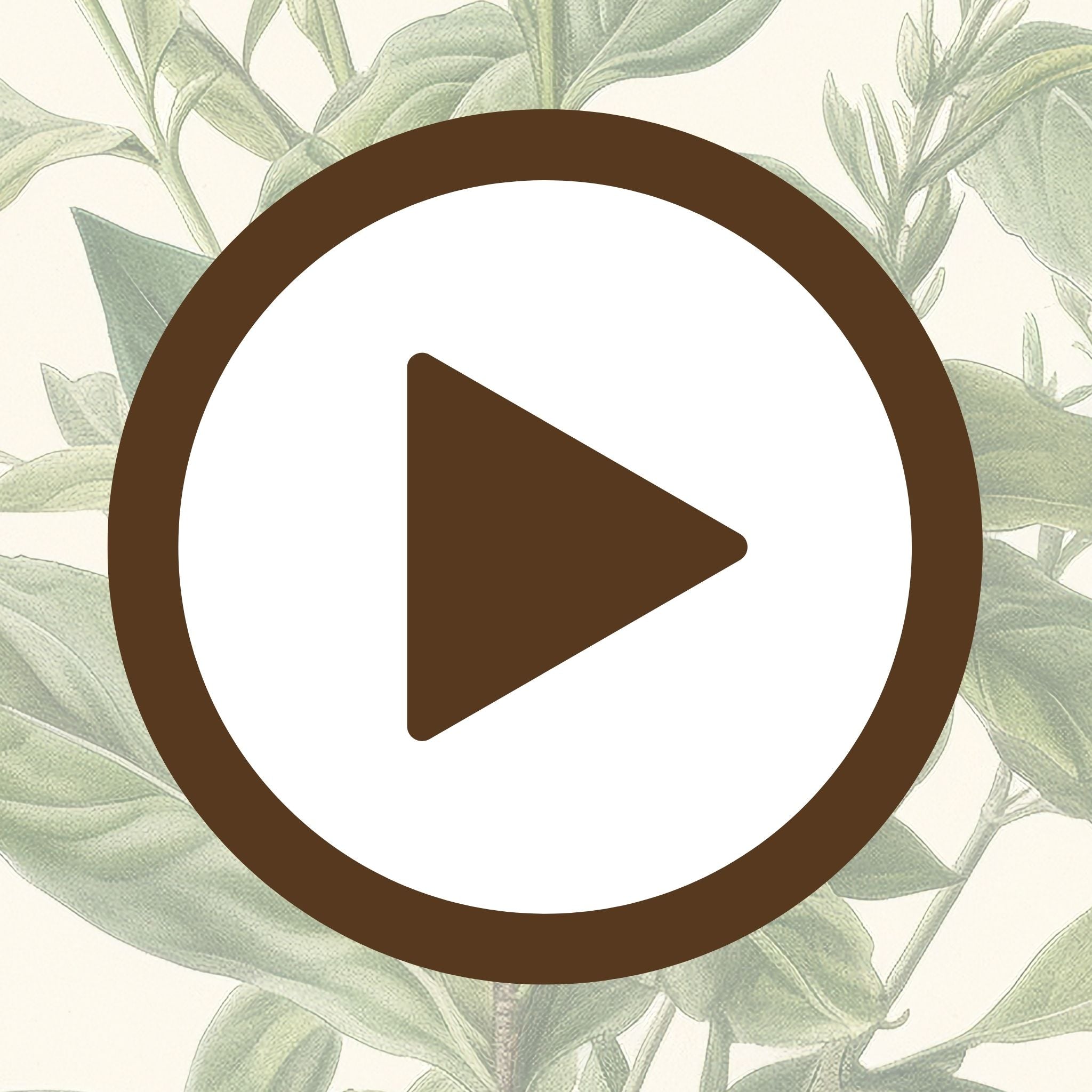 Elegant botanical illustration of a green plant for nature-inspired décor