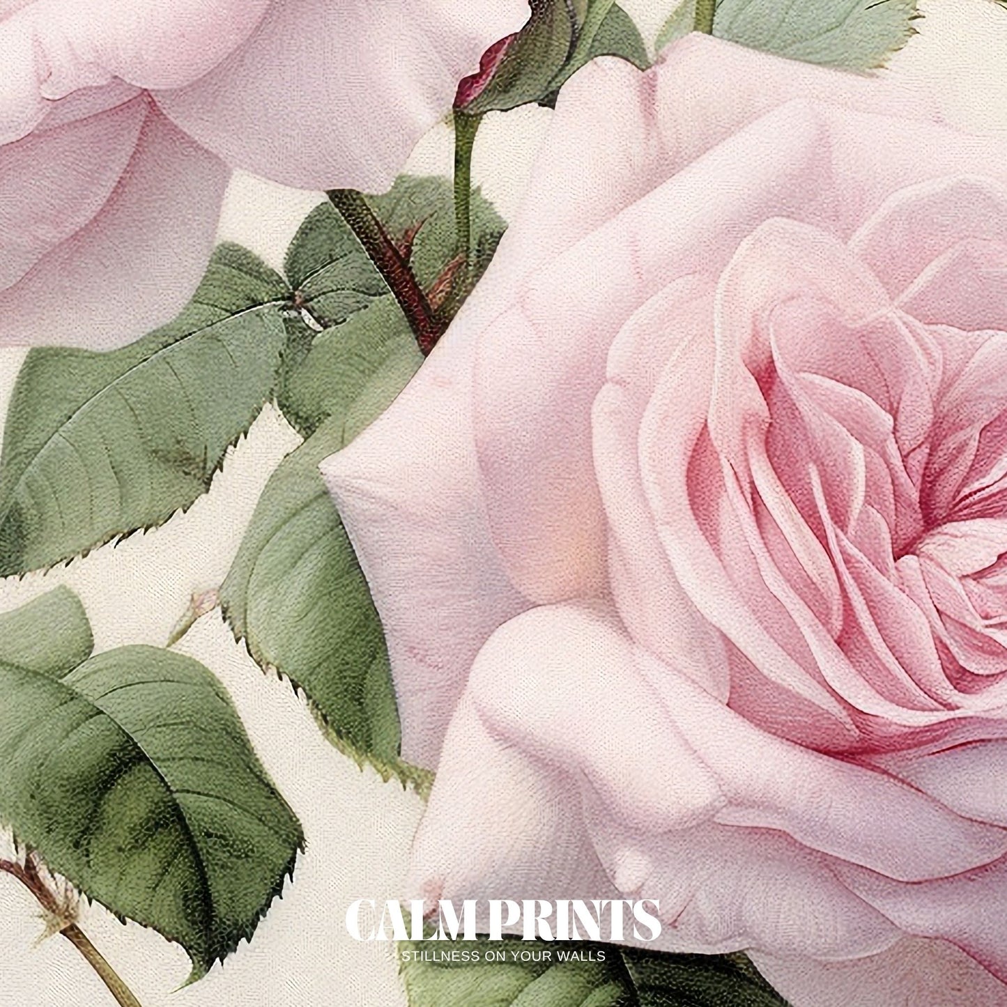 Soft focus pink roses in blush tones with a dreamy, gentle mood

