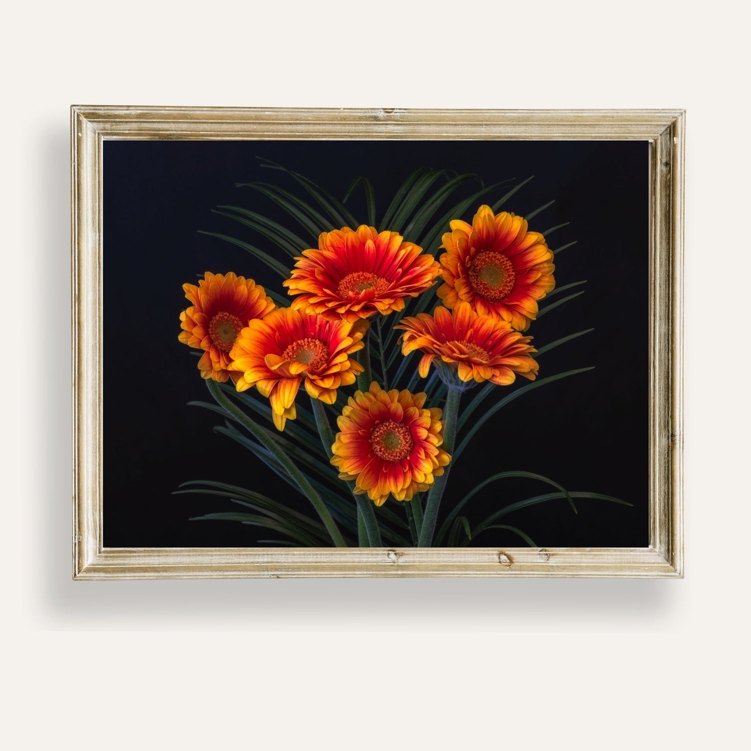 Striking orange flowers glowing vividly against a dramatic dark backdrop
