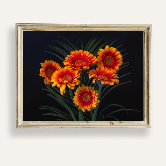 Striking orange flowers glowing vividly against a dramatic dark backdrop
