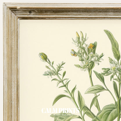 Vintage-style sketch of a leafy green plant in classic botanical form
