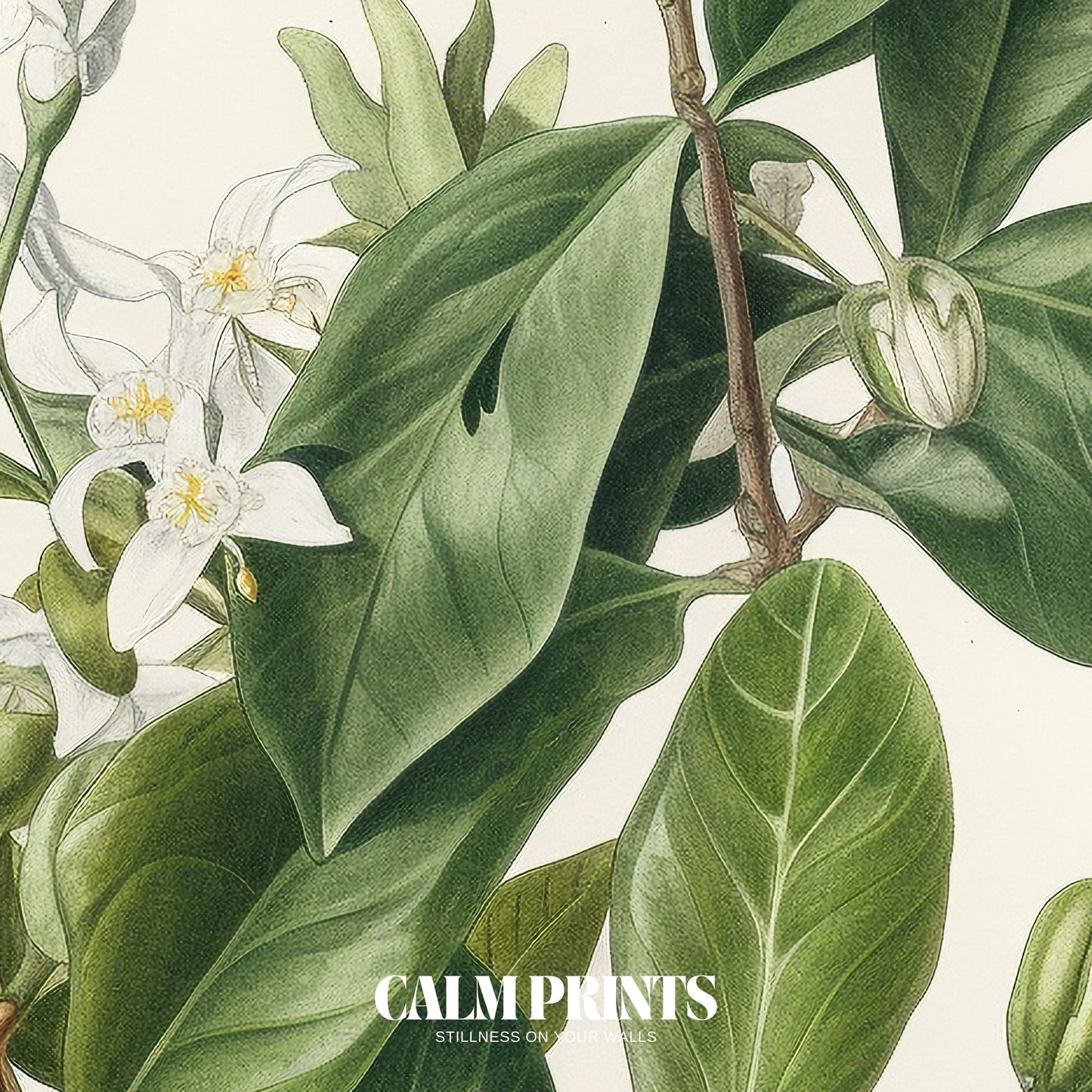 Classic botanical drawing of white jasmine with slender leaves
