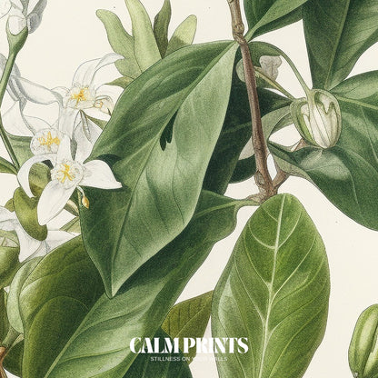Classic botanical drawing of white jasmine with slender leaves
